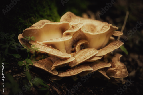 Mushroom Macro