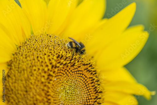Bumblebee on Sunflower Helianthus annuus in golden sunset light. © Trygve