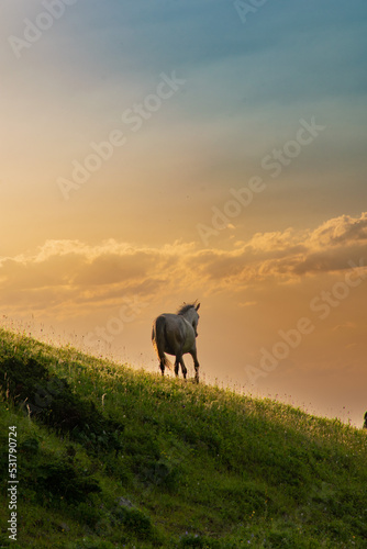white horse at sunset