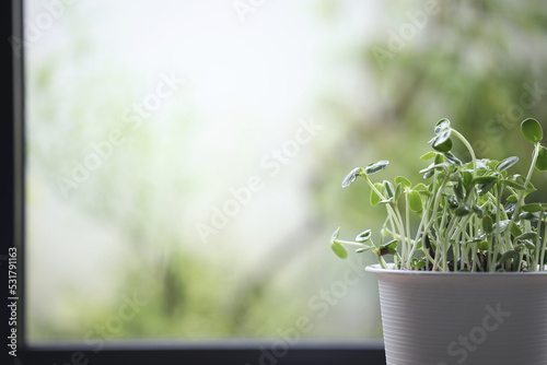 sunflower sprout in white vase in front of windows indoor mircro gardening