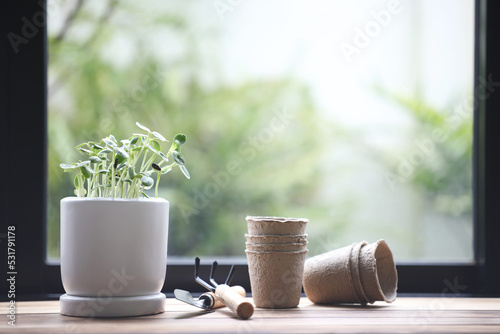 sunflower sprout in white vase and eco friendly paper pot in front of windows indoor mircro gardening photo