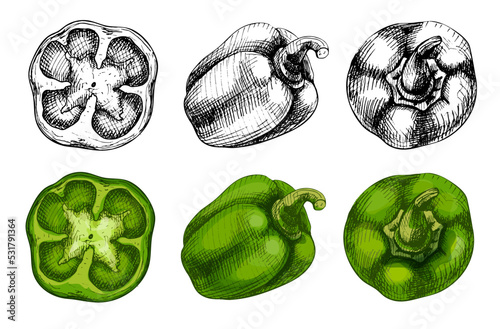 Whole sweet green bell peppers. Vector vintage hatching color illustration.