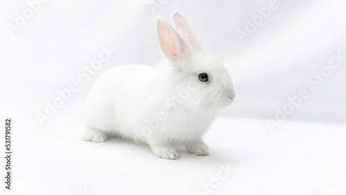 White rabbit isolated on white background. Fluffy cute bunny on a white backdrop. Domestic dwarf rabbit with blue eyes for banner and easter card. Elegant monochrome portrait of a beautiful rabbit.