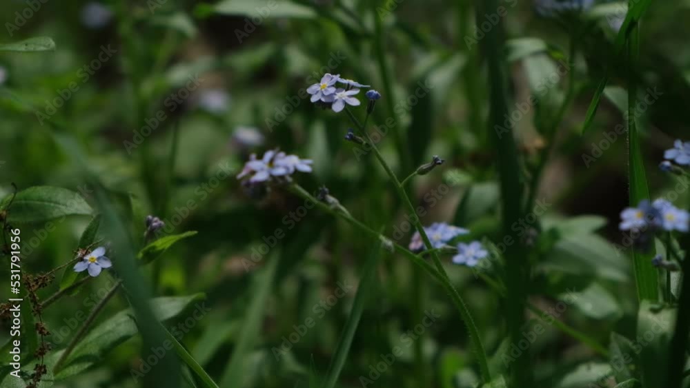 Forget me not flowers macro video. Blue wild flowers and green grass. Close up floral background. Slow motion video 