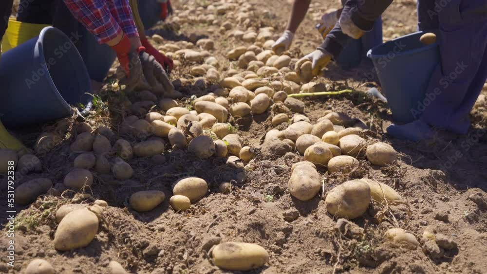 Multiple workers hands picking potatoes in potato field.
Workers picking potatoes in their buckets work in the harvested potato field.
