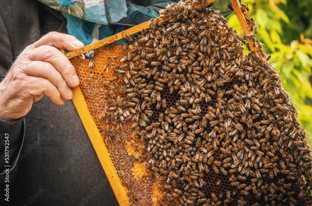 Beekeeper holds honey comb in hands. Apiculture concept. Honeycomb with honey close-up. Beekeeper holds honey comb in hands. Apiculture concept. Honeycomb with honey close-up.