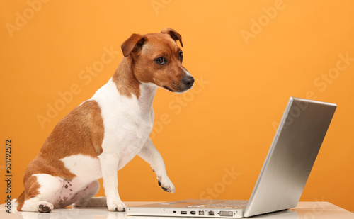 dog with laptop © serhii