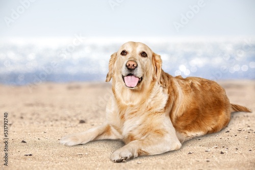 Cute young dog lying on beach outdoor