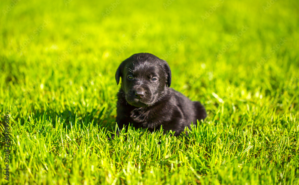 Young dogs of breed labrador close up. Labrador puppy, beautiful little dogs running around the green grass. Mowed lawn. Copy space for text, long banner.The concept of childhood friendship and games