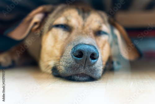 Artistic composition with funny sleeping yellow dog with big black nose close up, selective focus.