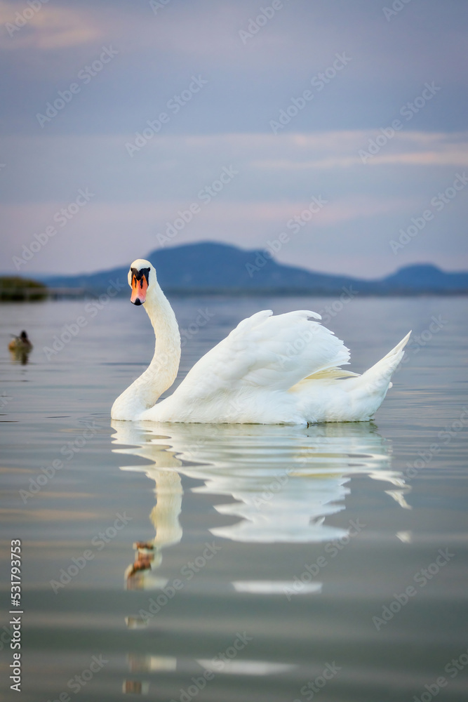 Fototapeta premium Mute swan looking at the camera on the lake Balaton of Hungary