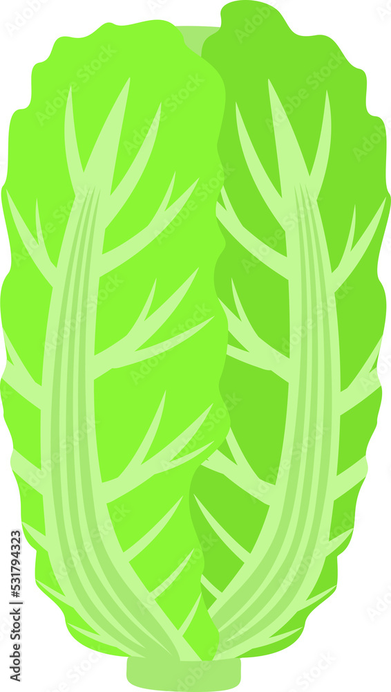 Chinese cabbage illustration Chinese cabbage illustration