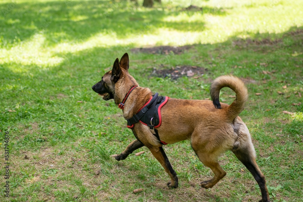 Belgian Shepherd, unloading, for a walk in the forest. Belgian Shepherd, unloading, for a walk in the forest.
