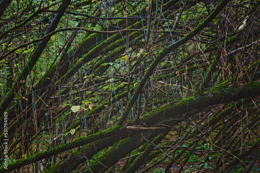 Mysterious dark forest with mossy trees. Dense thickets, gloomy, mysterious green forest with wind-bent trees and moss Mysterious dark forest with mossy trees. Dense thickets, gloomy, mysterious green forest with wind-bent trees and moss
