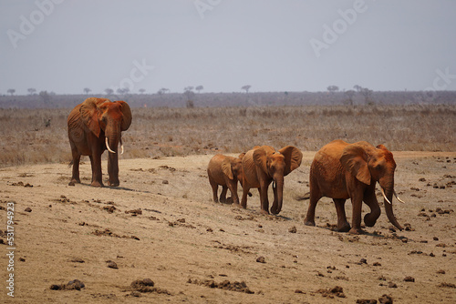 Rodzinka słoni w Afryce 