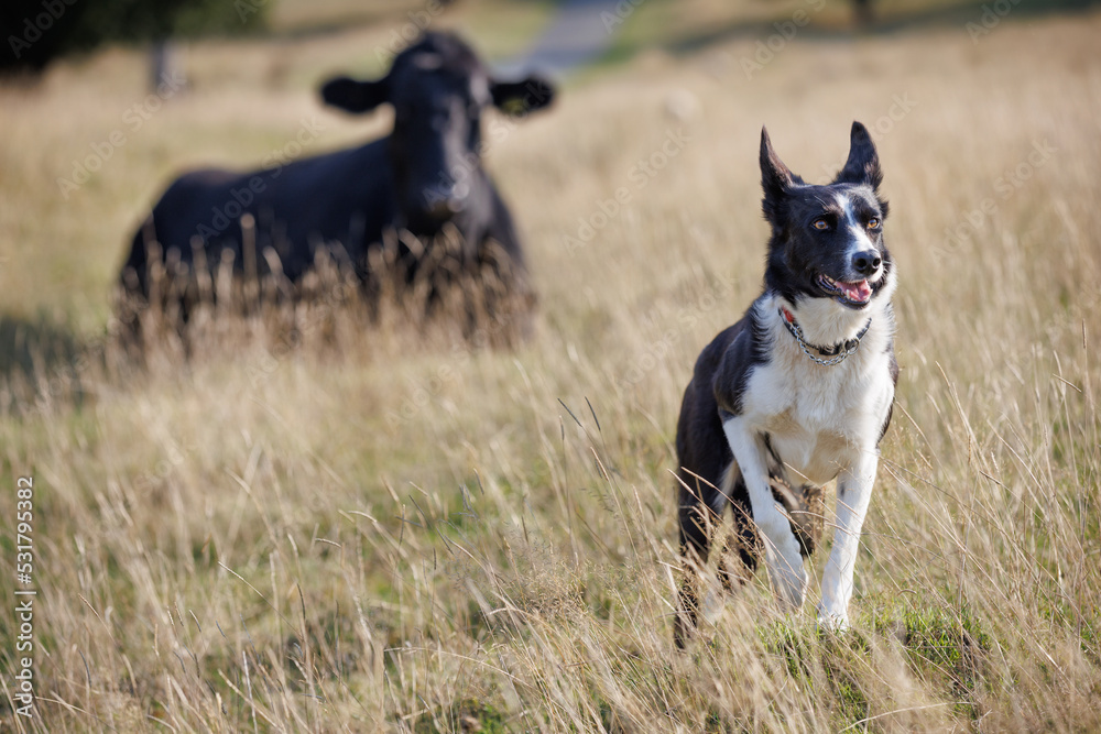 Happy border collie dog walking through field, black cow behind