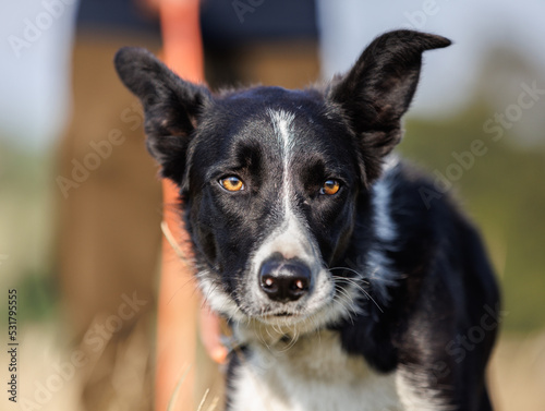 Border collie dog looking out in the distance, owner behind
