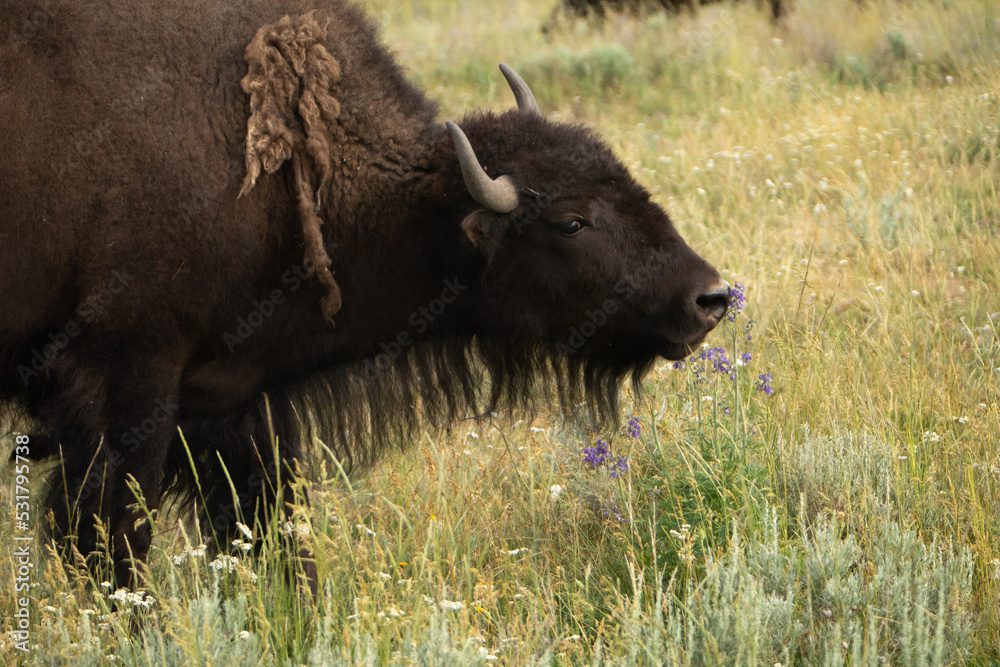 Bison in Meadow