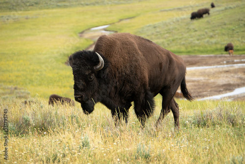 Bison in Meadow © Wayne
