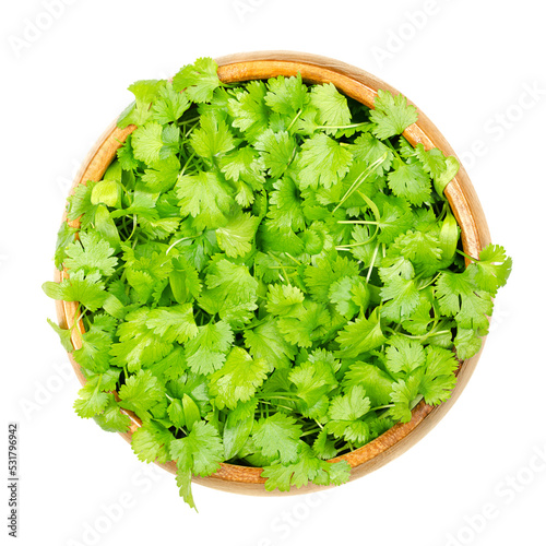 Cilantro microgreens, in a wooden bowl. Fresh and ready to eat green shoots of Coriandrum sativum, also called coriander, Chinese parsley or dhania, a herb with intensely sweet and distinctive aroma.