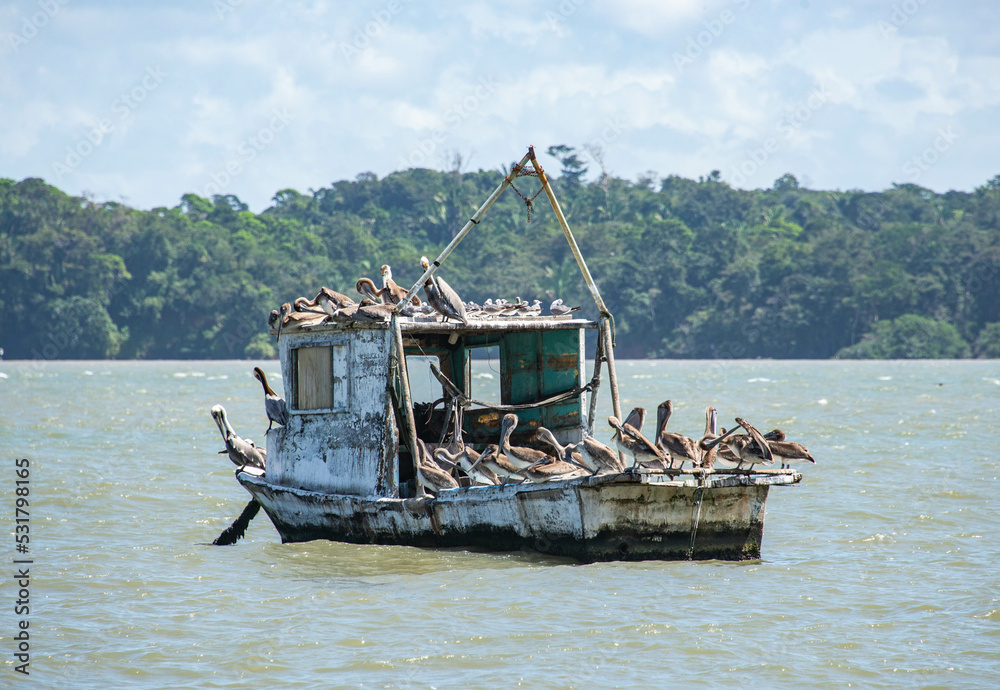 Pelicans on fishing boats in the harbor, Livingston, Guatemala