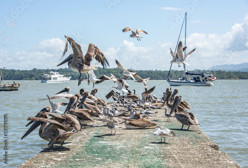 Pelicans fishing on the dock, Livingston, Guatemala photo
