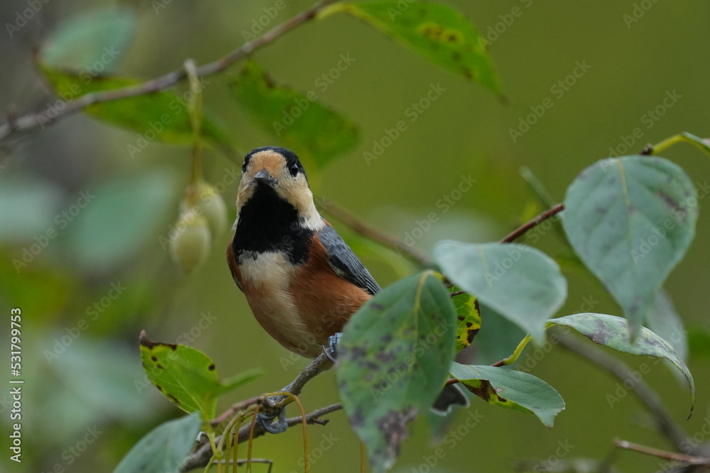 varied tit in a forest varied tit in a forest