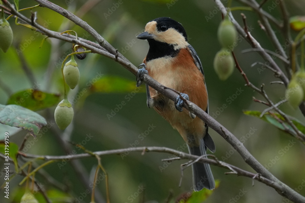 varied tit in a forest