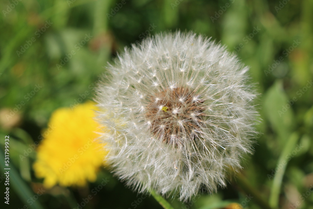 Fototapeta premium Spring concept, dandilion close-up with grass green background