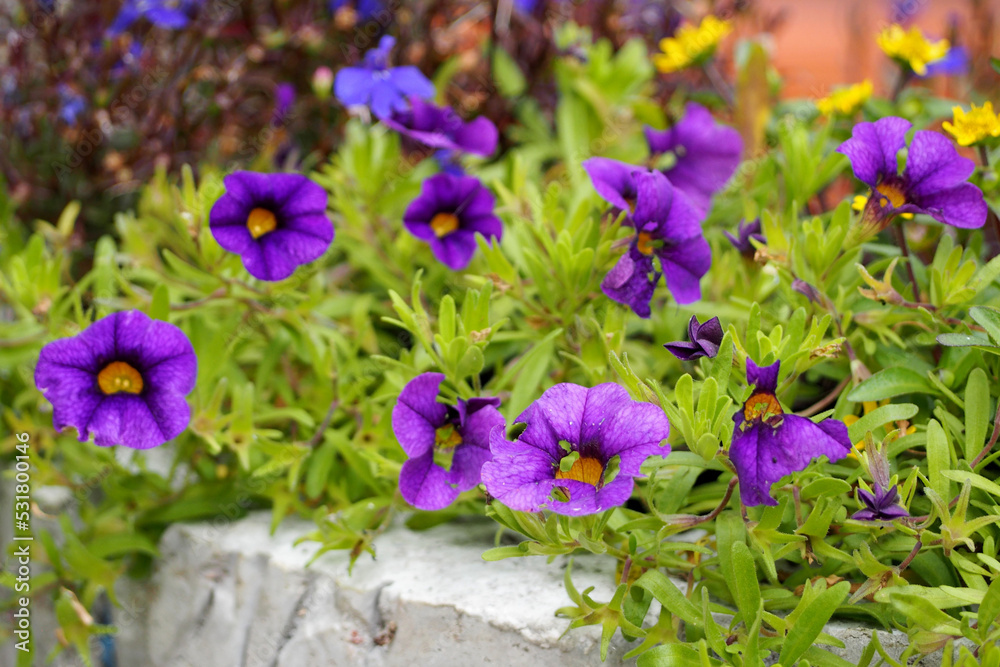 purple petunia flowers grow in the garden . side view. garden