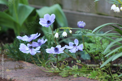 flowers in the garden close up photo