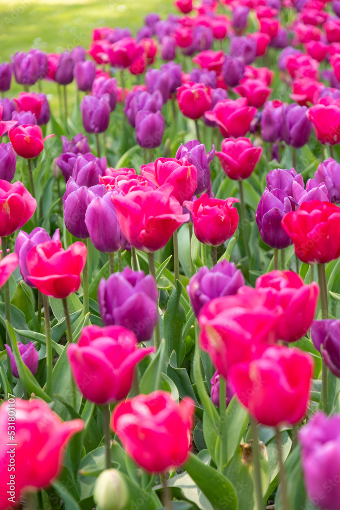 spring flower beds of blooming colorful pink purple tulips in a large park