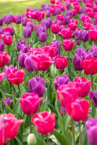 spring flower beds of blooming colorful pink purple tulips in a large park
