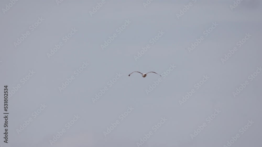 Seagull Flying in the Sky Over the Seacoast Seagull Flying in the Sky Over the Seacoast