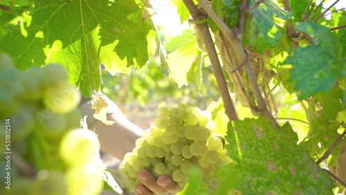 Grapes grown for wine production.
Wine grapes plucked from the vineyard.
