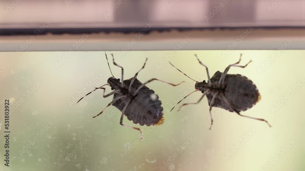Stink bugs closeup on the window
