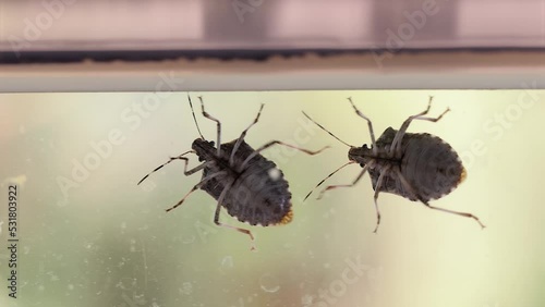 Stink bugs closeup on the window