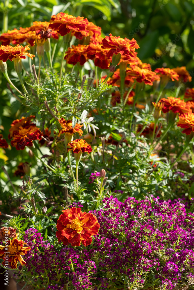 Brightly coloured yellow and orange marigold flowers growing in containers, photographed in a garden at RHS Wisley garden, Surrey, UK.