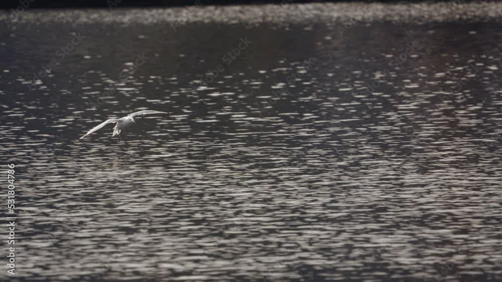 Seagull Landing on Sea Surface with Ripples and Reflections. Beauty in Nature Seagull Landing on Sea Surface with Ripples and Reflections. Beauty in Nature