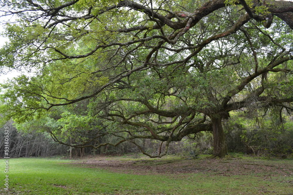oak branches