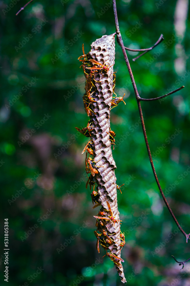 wasp nest on a branch