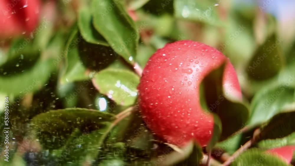 Water Drops Splashing on Ripe Apple on Branch in Garden on Sunny Day Water Drops Splashing on Ripe Apple on Branch in Garden on Sunny Day