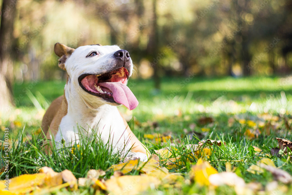 Autumn smiling dog. Dog under yellow fallen autumn leaves