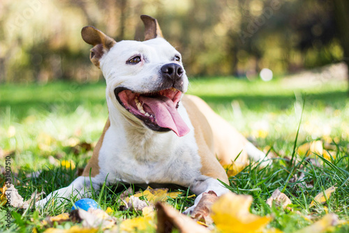 Autumn smiling dog. Dog under yellow fallen autumn leaves