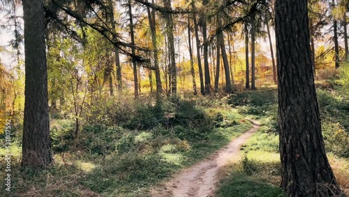 Cycling in the forest. Walk in the forest. Bike ride in the forest in first person. Original point of view.