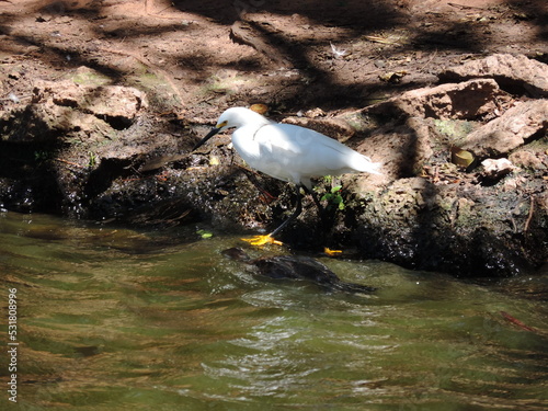A garça-branca é uma ave quase completamente branca, a não ser pelo bico, longo e amarelado, e pelas pernas e dedos pretos. photo