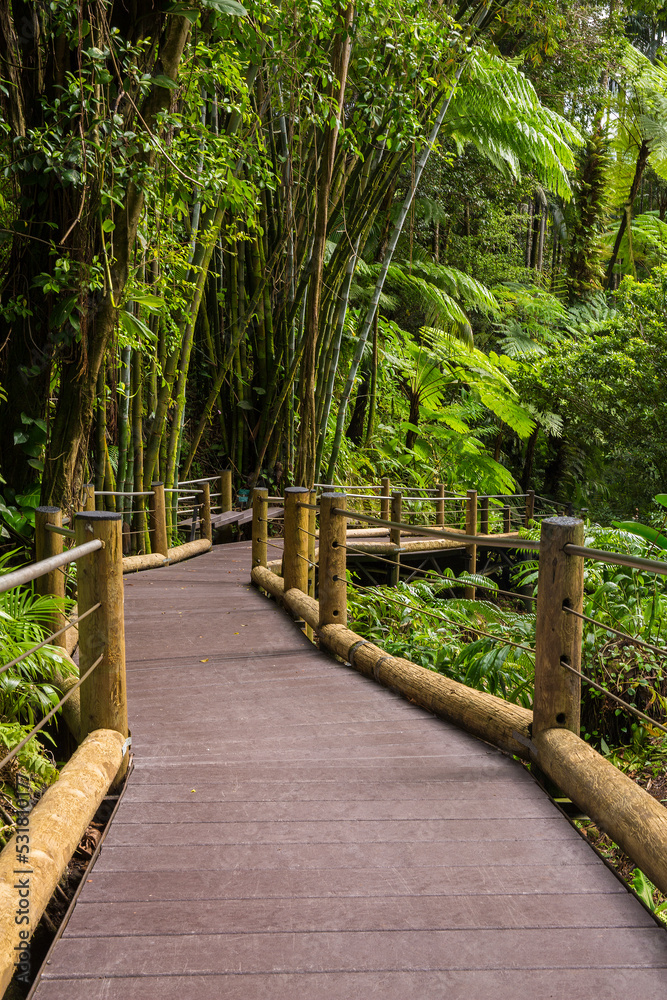 Obraz premium Walkway through the beautiful, lush, Hawaii Tropical Bioreserve and Garden on the Big Island of Hawaii