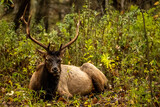Bull Elk Sits In Weeds and Eats