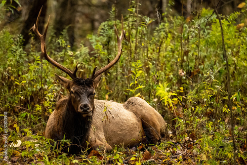 Bull Elk Sits In Weeds and Eats