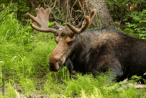 Bull Moose Alseep In The Grass